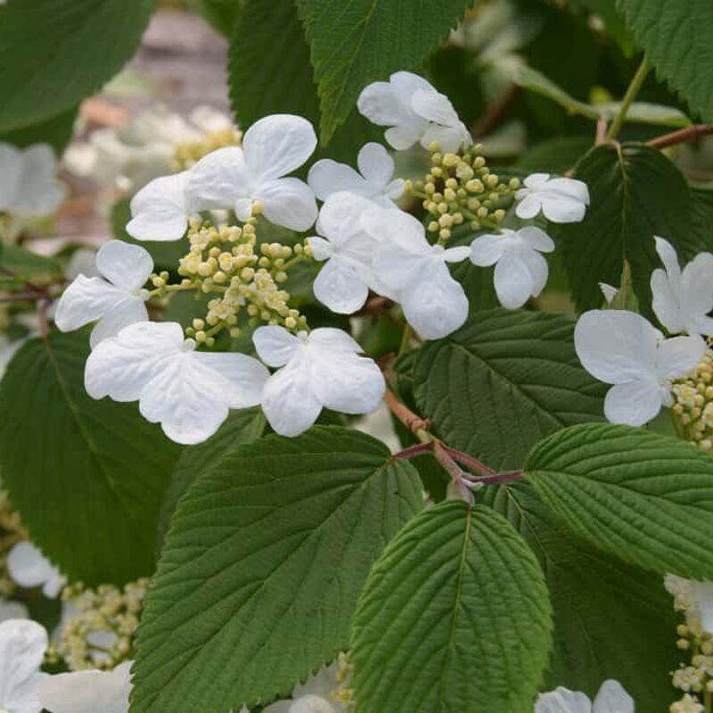 Viburnum plicatum f. tomentosum 'Mariesii' 100-125 cm